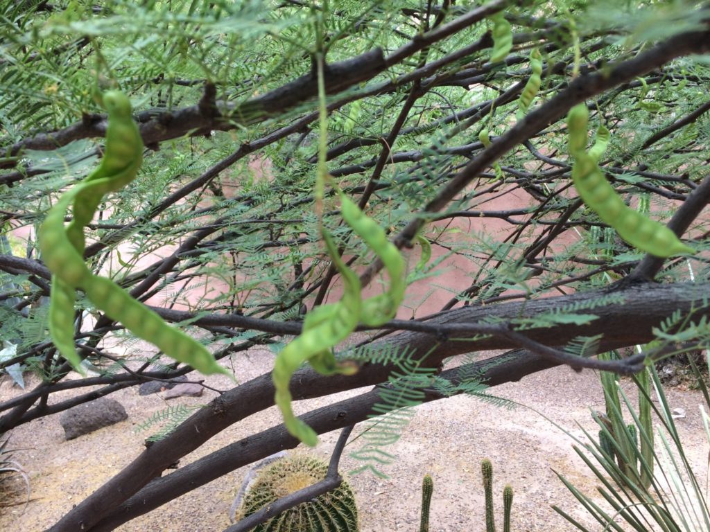 Unripe green mesquite pods growing on a tree next to the patio at the Archaeology Southwest office in Tucson.