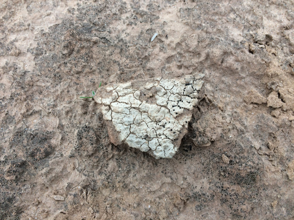 Lower Colorado Buffware Sherd