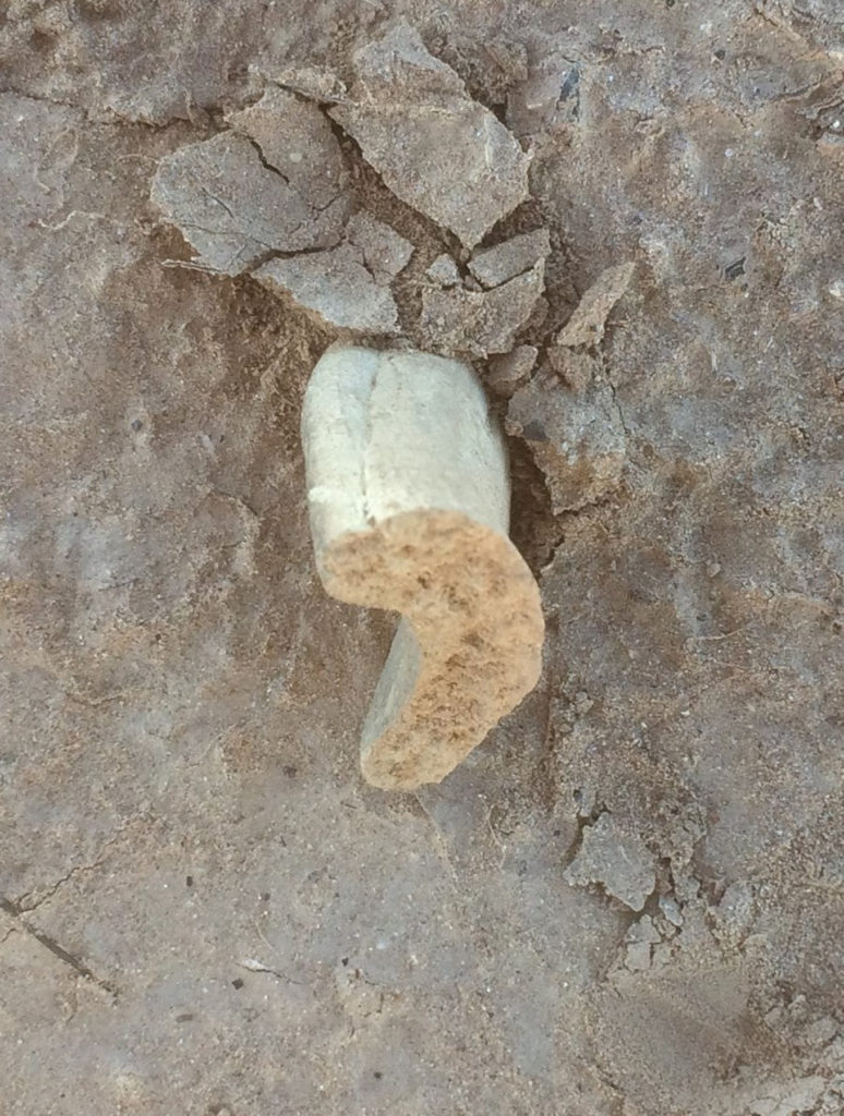 A rim sherd of a Lower Colorado Buffware vessel found along the lower Gila River. This sherd exhibits a seam along the rim, showing where a coil was added to the rim’s exterior. Such “rim coils” on Lower Colorado Buffware are akin to the “folded rims” on O’odham vessels, both of which are believed to be protohistoric developments associated with Spanish contact.