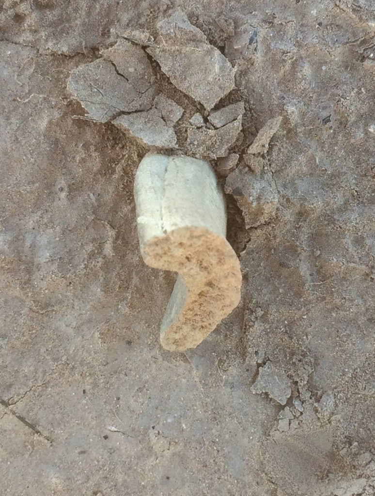 Lower Colorado Buffware Sherd