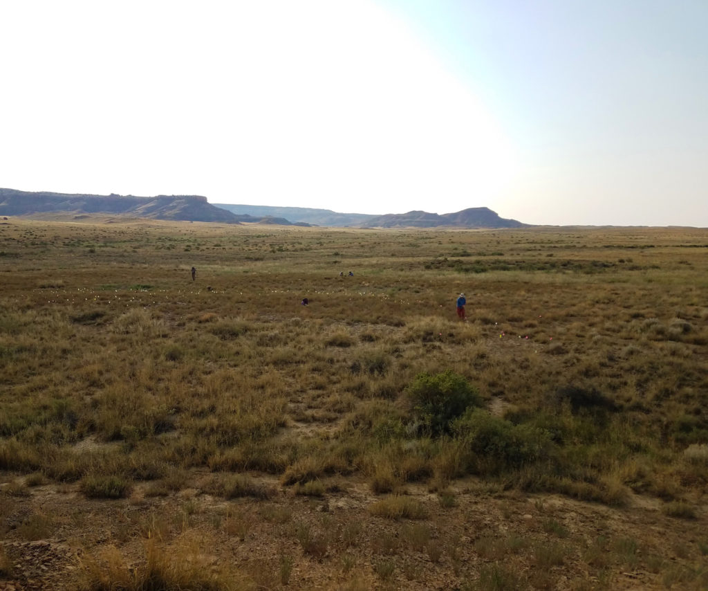 View of 29SJ 1881 and 1882 in the Padilla Well community, looking south–southwest up the Padilla Wash valley. This view encompasses most of the magnetometer grids displayed in the next graphic. Pin flags are positioned atop architectural debris. Left to right: Daniel Leja, Dean Wilson, Joshua Jones, and Ruth Van Dyke. Image: Kellam Throgmorton