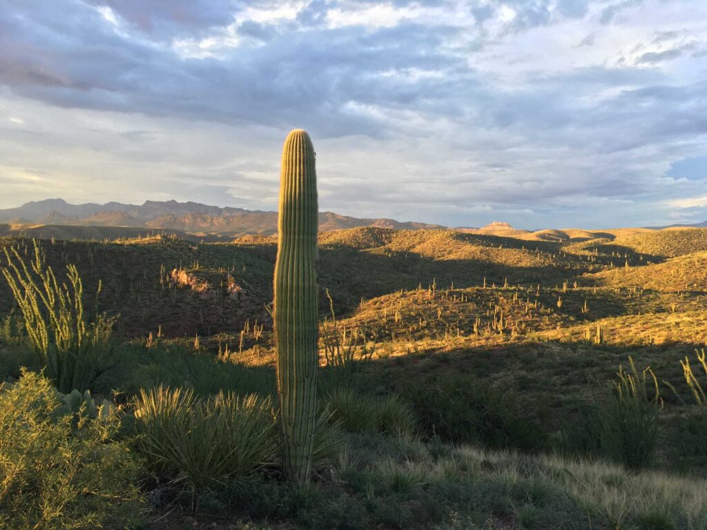 A lone saguaro with no arms stands in the center foreground. Raking light from the right seems to indicate dawn. Other visible vegetation includes yucca and ocotillo. 