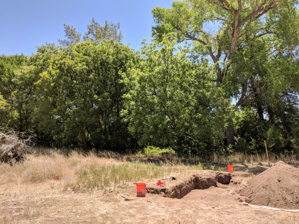 Gila River Cottonwoods