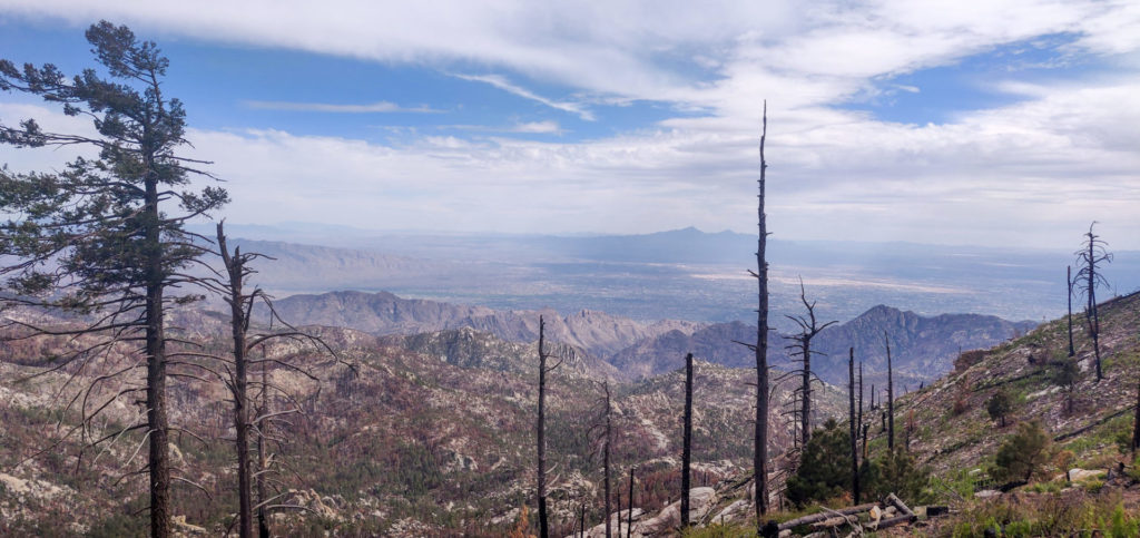 The top of Mt. Lemmon (about 9,000 ft. above sea level). Image: Beatriz Barraclough-Tan