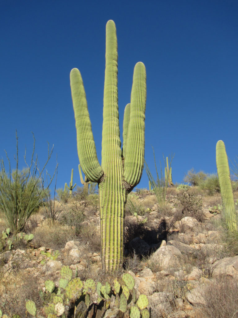 Saguaro Cactus