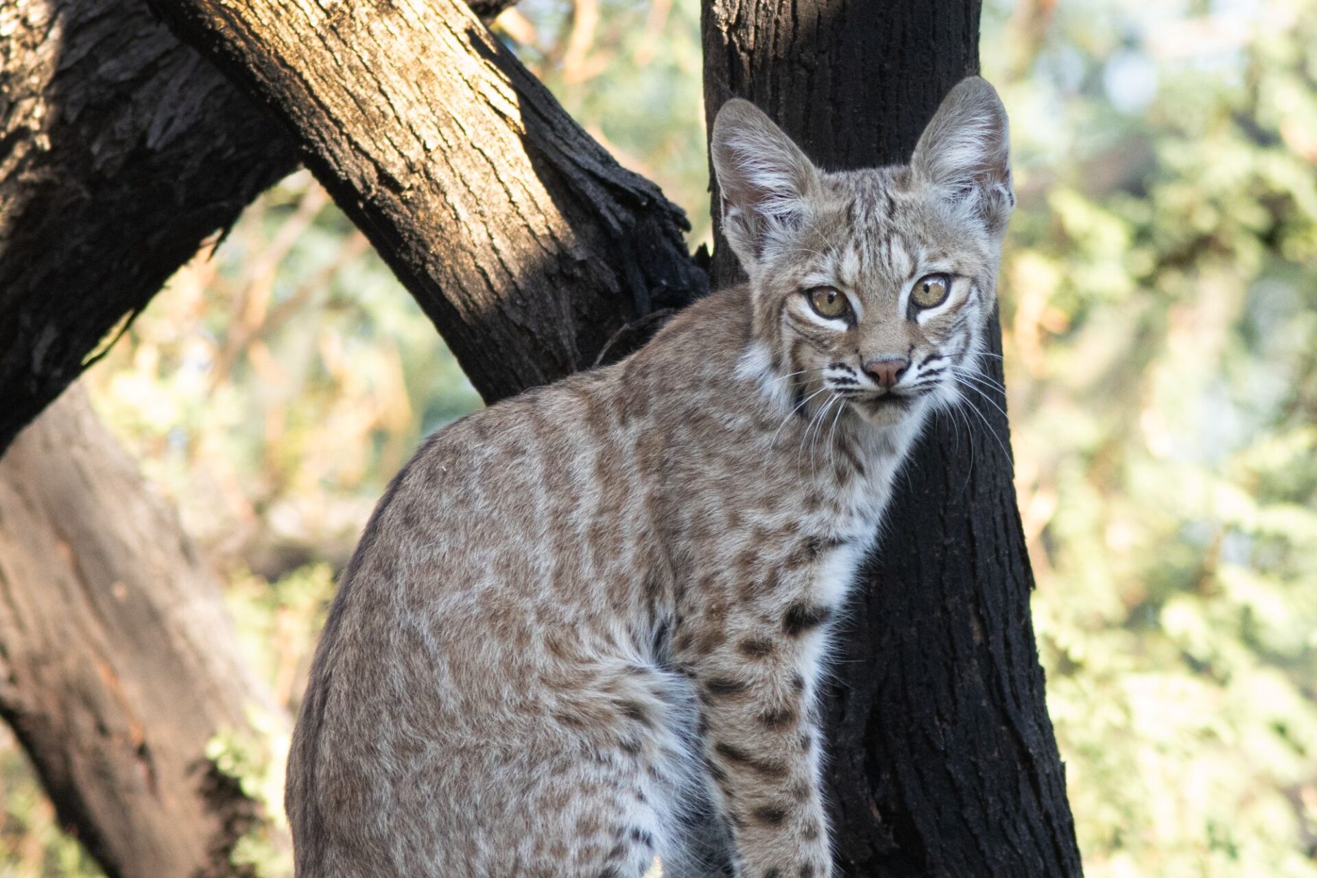 Juvenile bobcat. Image: Caitlynn Mayhew