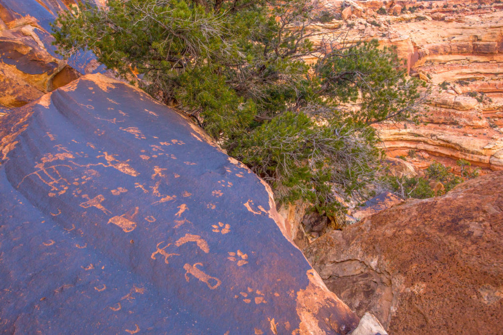 These Basketmaker petroglyphs are carved on a horizontal surface overlooking the canyon landscape below. © Jonathan Bailey