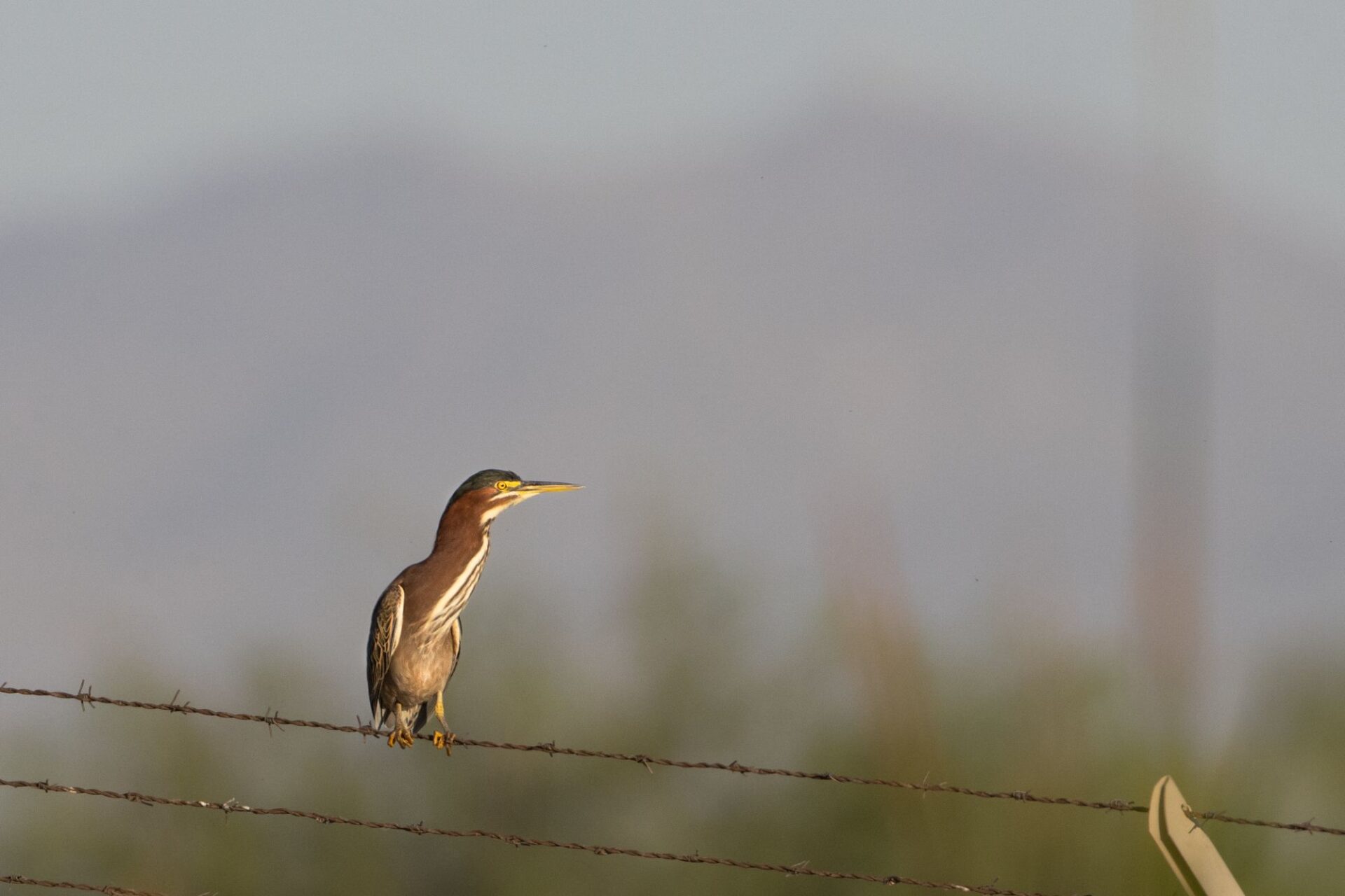 Green heron. Image: Caitlynn Mayhew