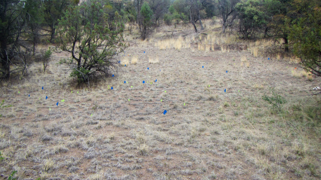 Pin flags mark the locations of artifacts found on a site identified during survey.