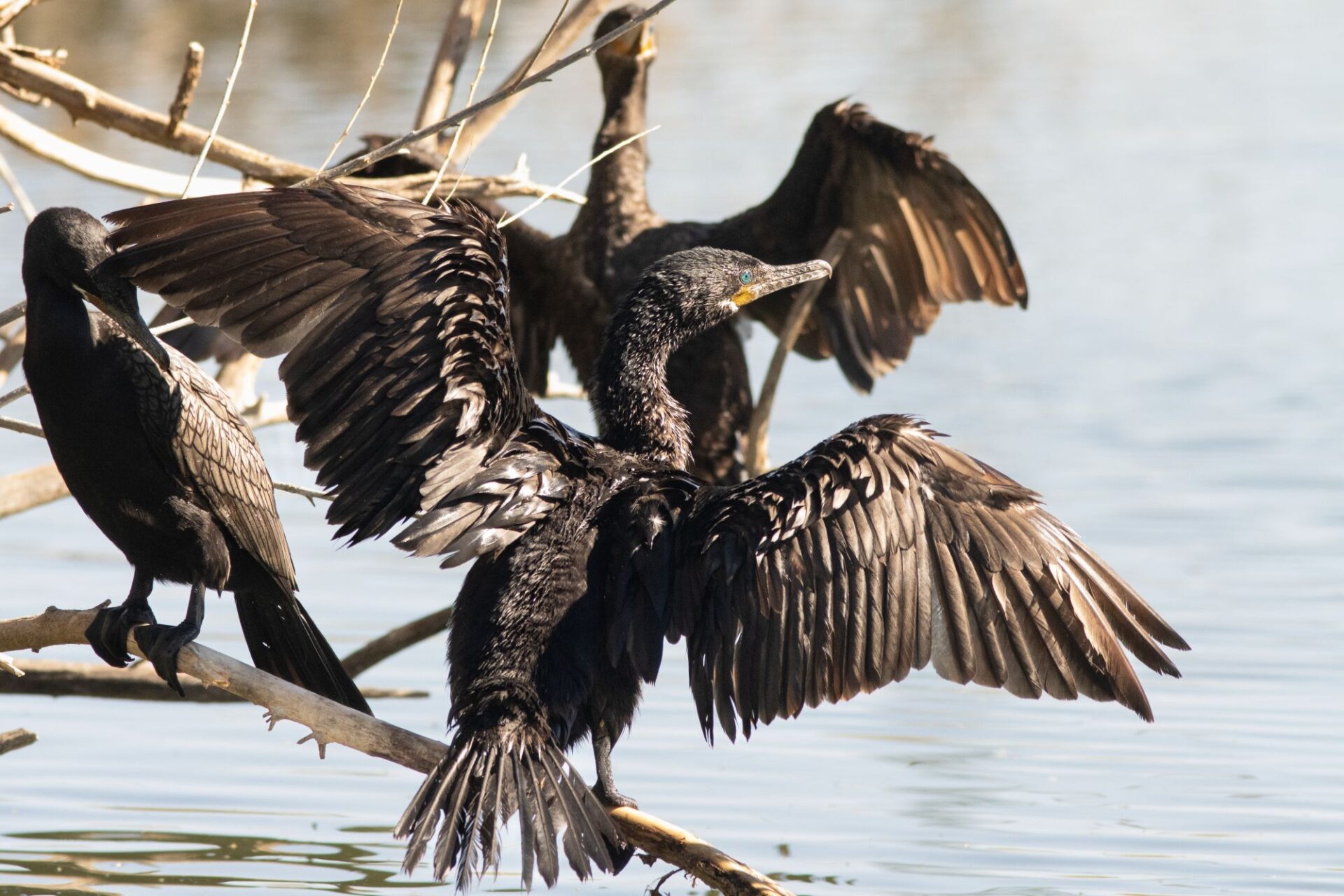 Neotropic Cormorants. Image: Caitlynn Mayhew