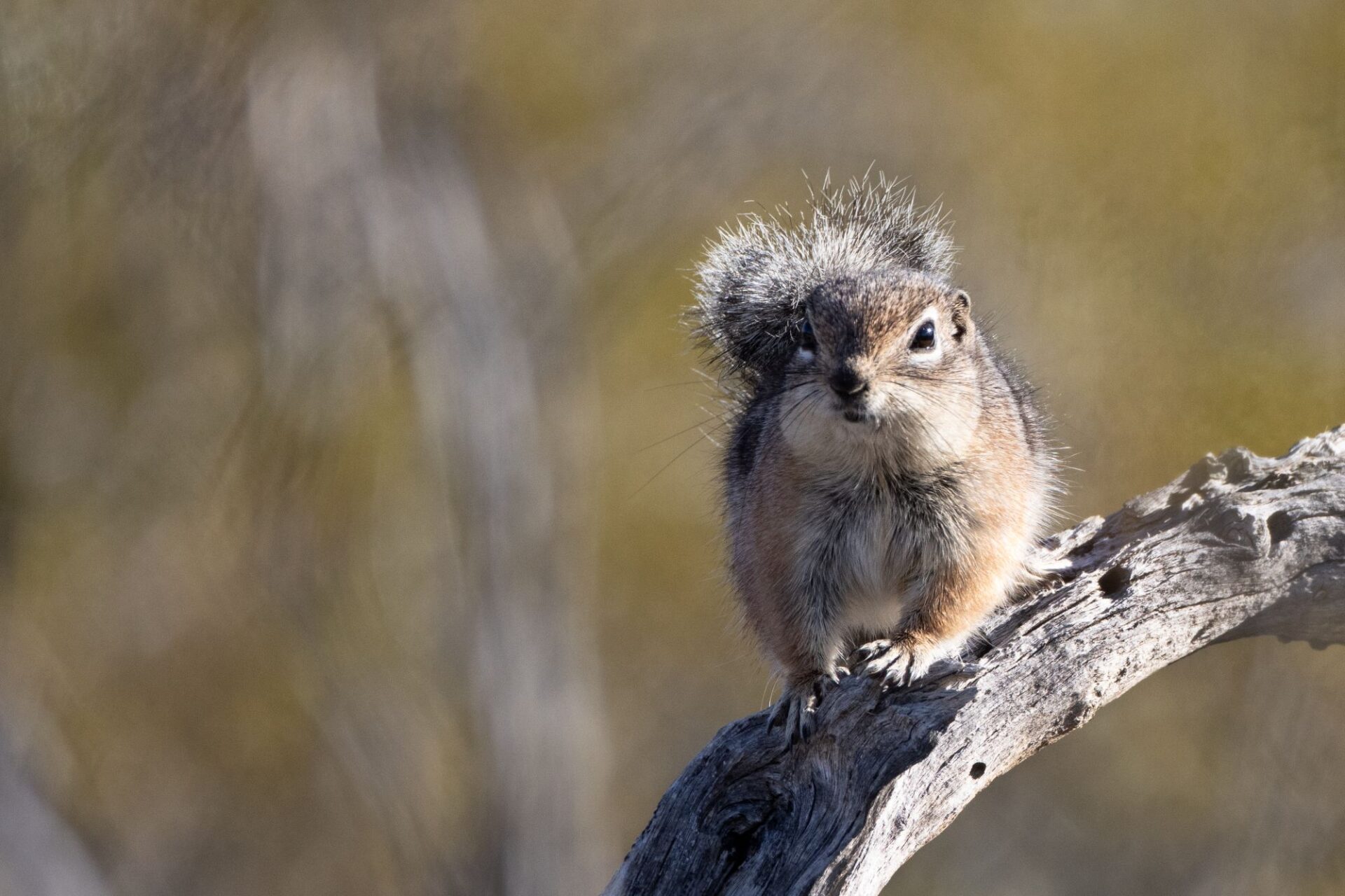Harris’s antelope squirrel. Image: Caitlynn Mayhew