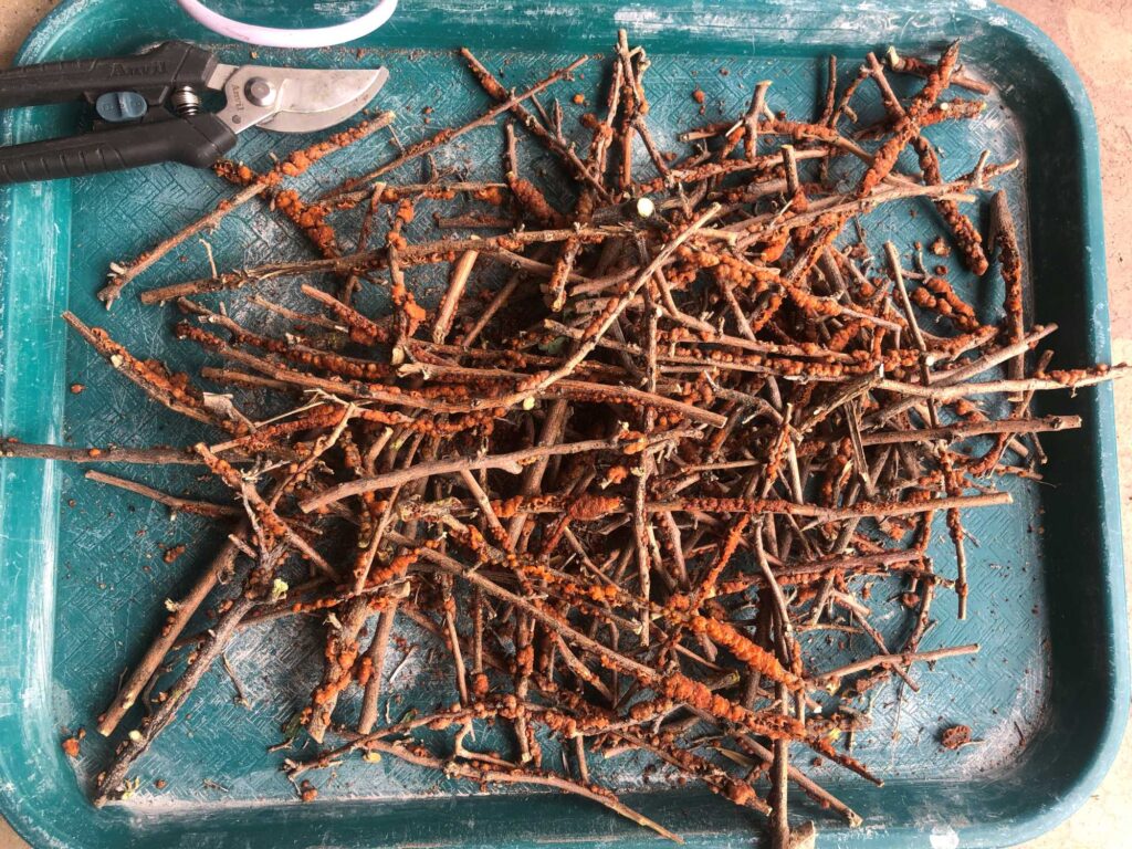 Rosary babybonnet lac still attached to host plant branches. Sometimes I accidentally cut living colonies. The thicker, bright orange specimens at lower right are an example. Try not to do that!