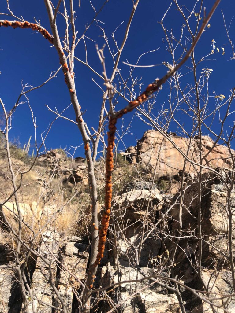 Lac on a dead branch—safe to harvest!