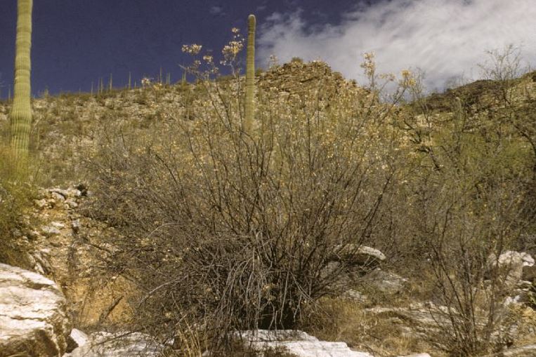 Coursetia glandulosa (Rosary babybonnet). One of the three plants that bear usable lac in the Southwest, Rosary babybonnet is commonly found in the canyons of the Santa Catalina Mountains.