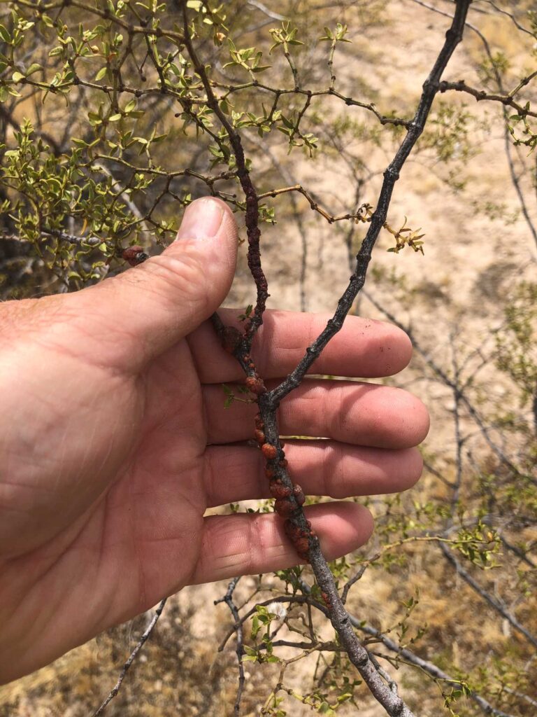 Tachardiella larreae lac (dark red and brown) on a creosote bush. In my experience, creosote lac is harder to find and takes longer to harvest.