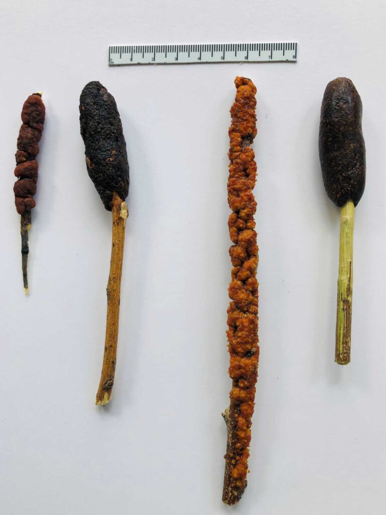Creosote lac (left two) and Rosary babybonnet lac.