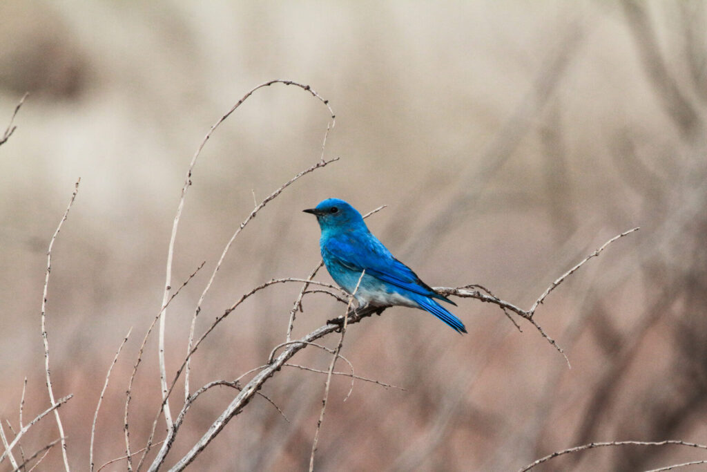 At the center of the image is a brilliant blue songbird perched on a branch. The bird is facing left.