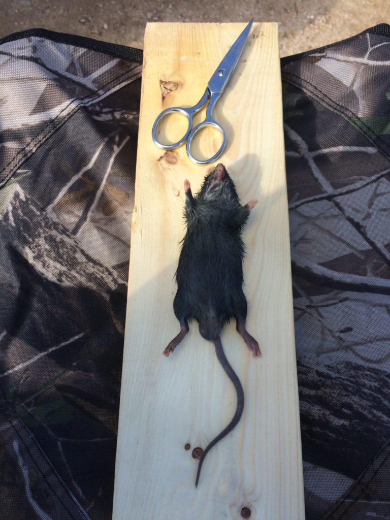 This is the mouse I processed. First, I had to skin the mouse and remove any fat and meat left clinging to the hide. That was pretty easy and took a couple of minutes. I removed the tail and ears from my hide.