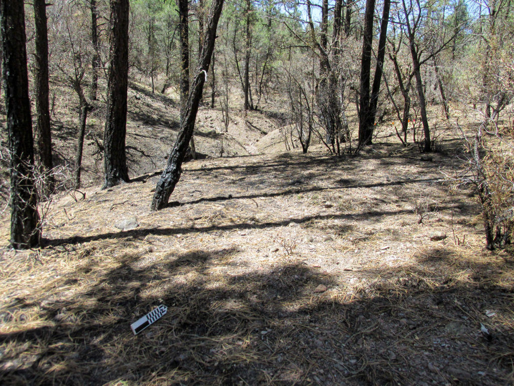 Overview of burnt forest.