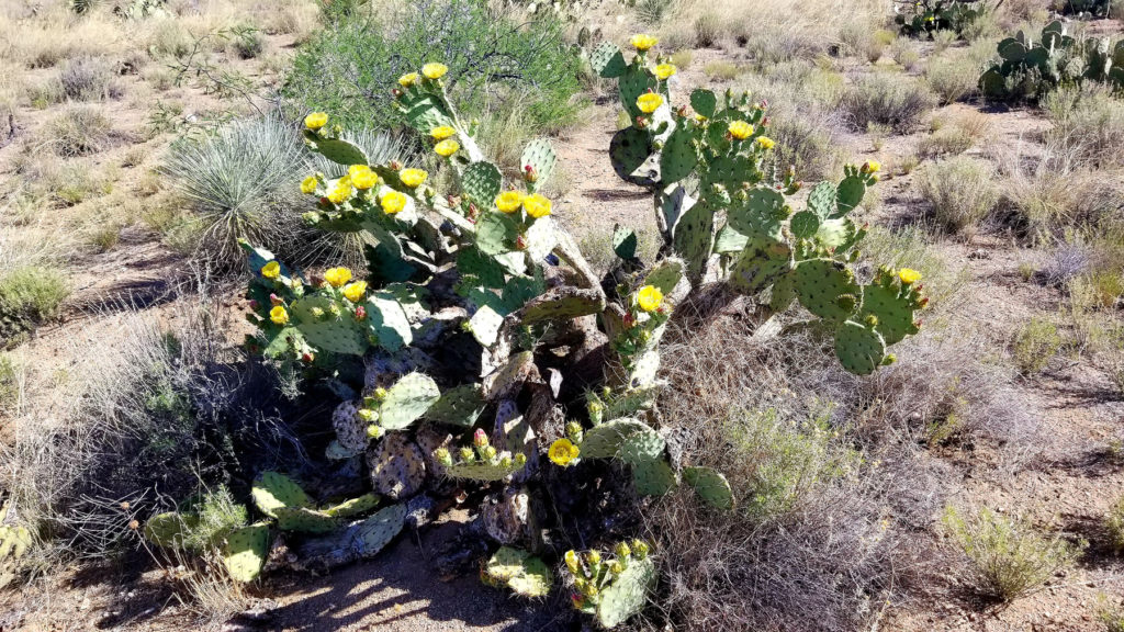 Prickly pear cacti are another Sonoran Desert plant that blooms with vibrant color. And after the flowers comes delicious fruit that may be made into juice, syrup, and wine.