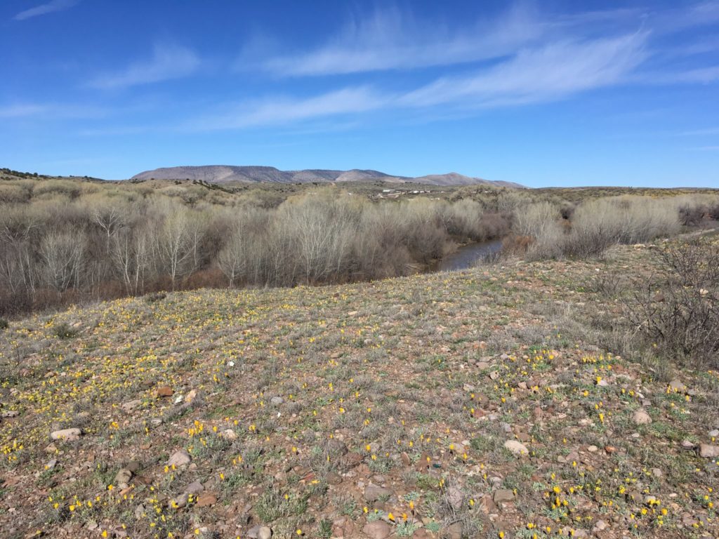 Gila River Poppies