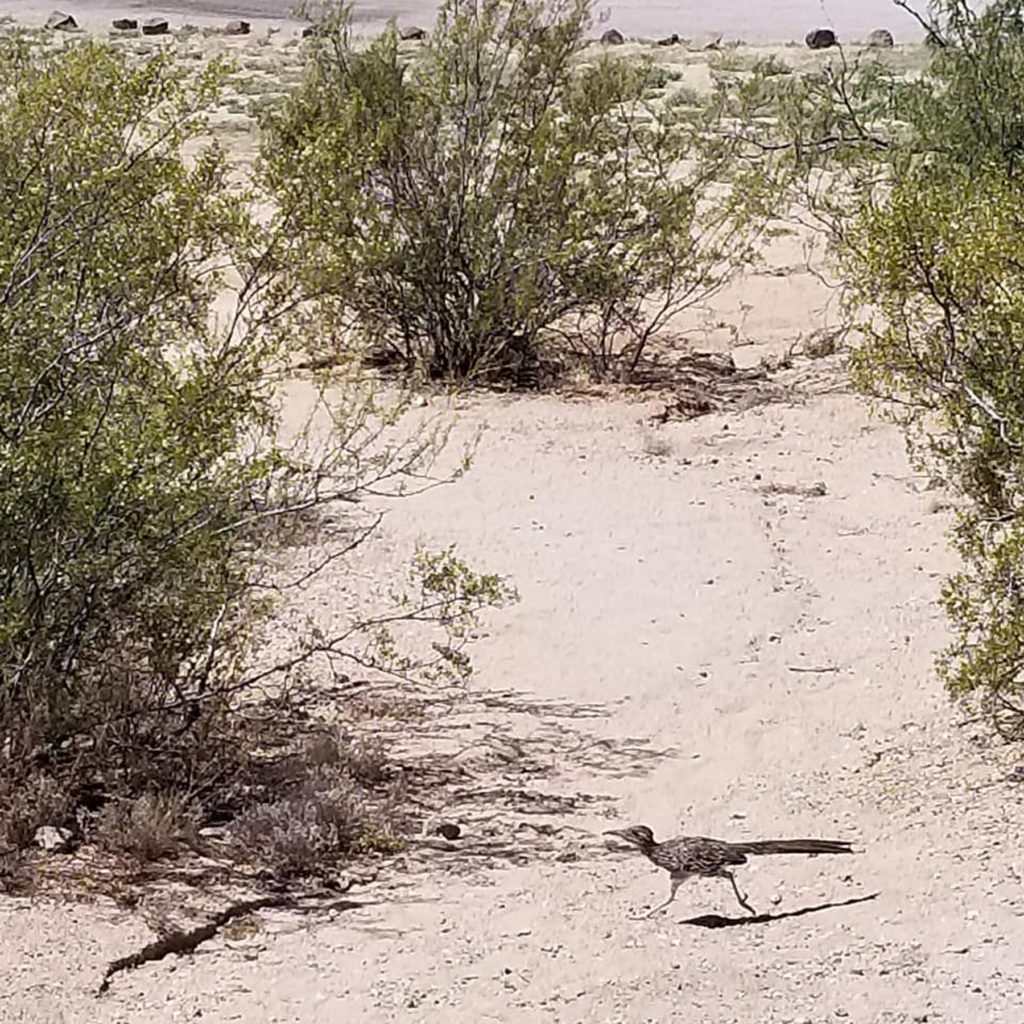 This picture contains two of my favorite things. The smell of creosote can brighten any day. Roadrunners remind me of tiny dinosaurs. They are pretty ferocious and have been known to kill and eat rattlesnakes.