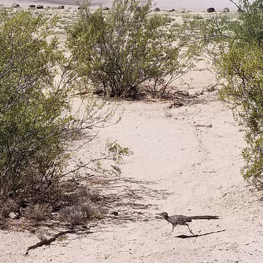 Roadrunner and Creosote