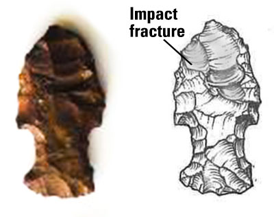 Impact fracture. There are several different ways points can break. This San Pedro point (2,000 BP [before present]) has some flakes originating from its distal end (the tip). These were created when the point hit something hard, like bone. This impact fracture is multiple flakes, and it does not appear this point was sharpened again. This kind of breakage can occur when the point penetrates between two of an animal’s ribs.