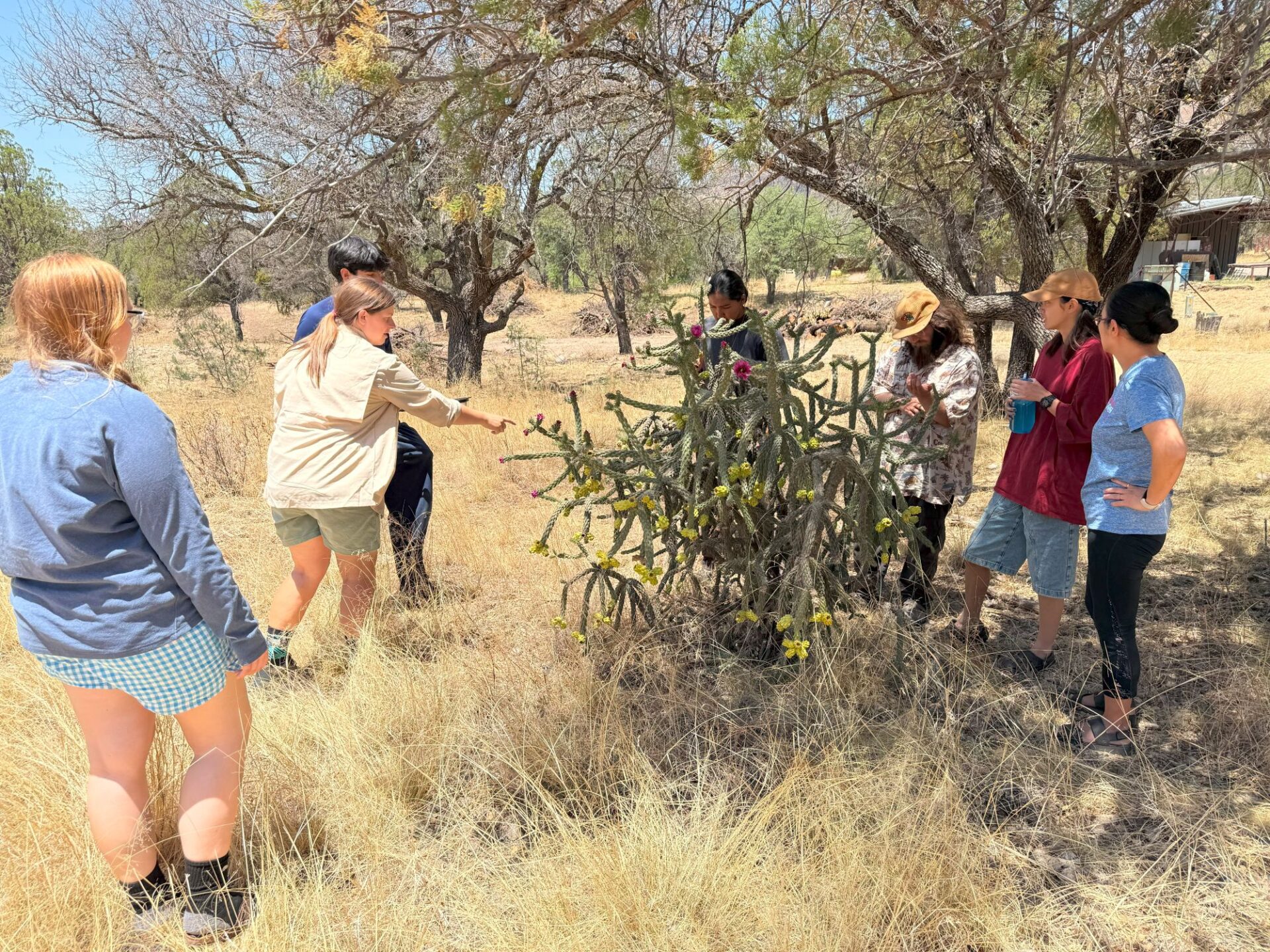 Sarah teaches about and demonstrates how to gather edible cholla buds with the Wild AZ Youth Conservation Corps.