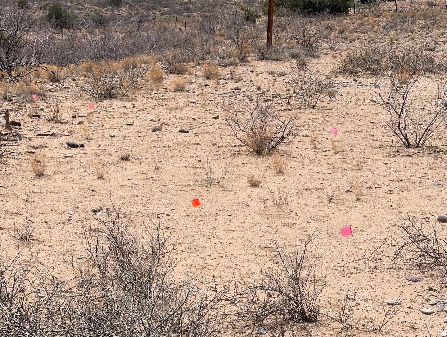We used colorful pin flags to mark the location of artifacts on the surface. We then used their locations to help us record the extent of the artifact scatter and to count diagnostic pottery sherds that helped us determine the date of the archaeological site.