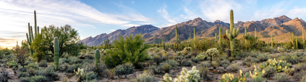 Sonoran Desert