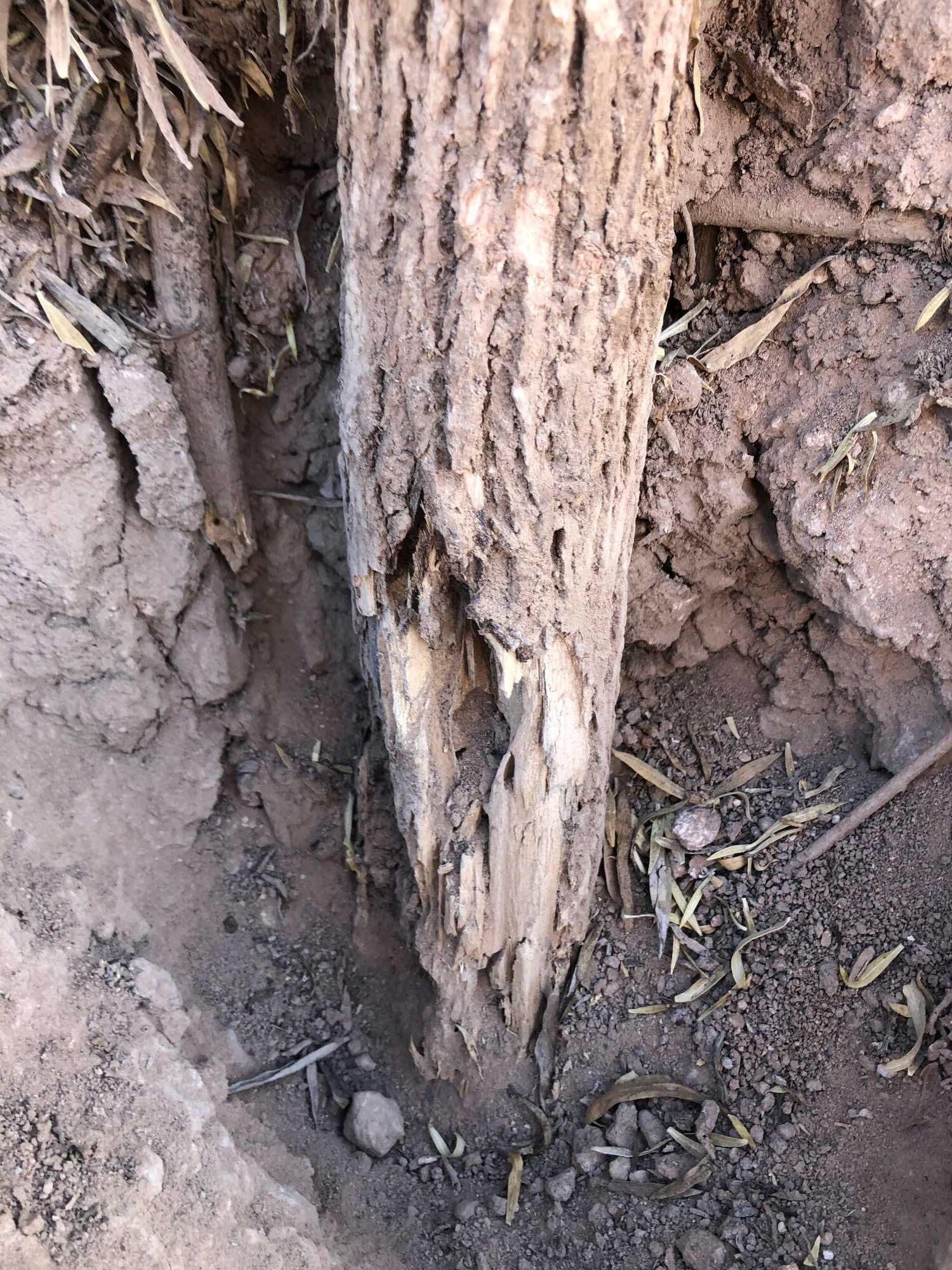 Detail of a wooden post that helps form the superstructure of the replica O'odham pithouse. The base of the post is exposed and shows termite damage.