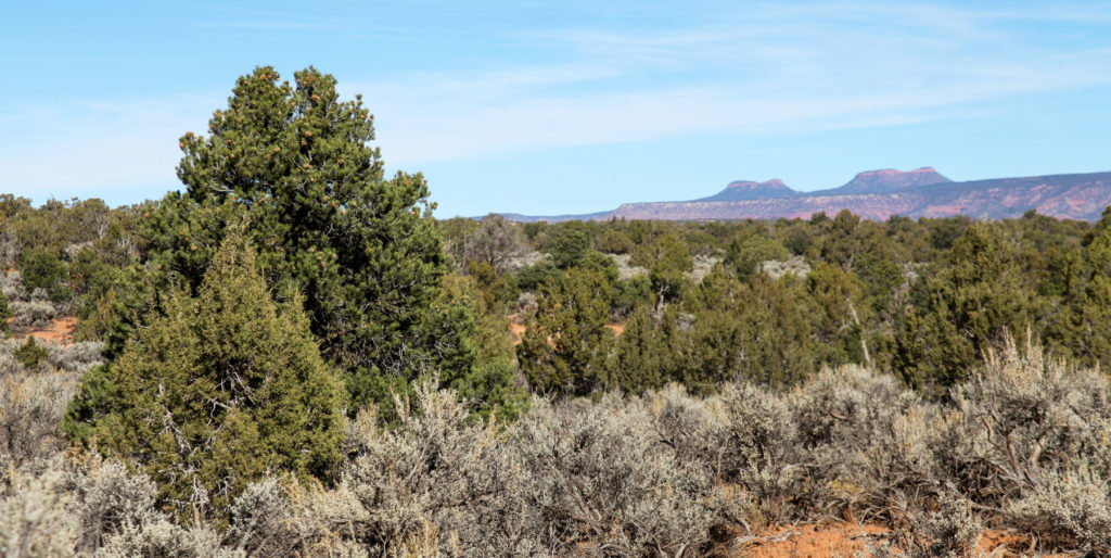 Bears Ears