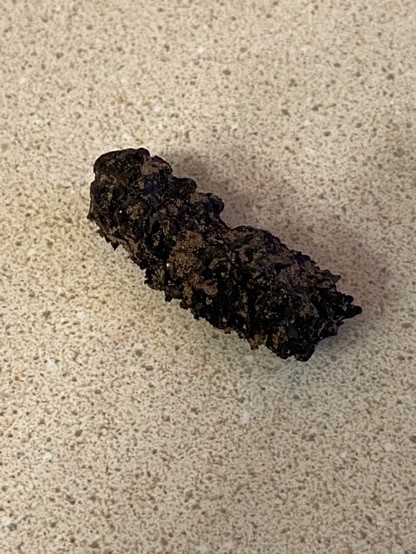 Image shows a carbonized corn cob recovered from an excavation unit. The burned cob is on a tabletop.