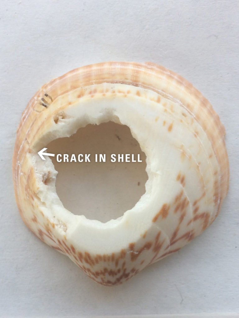 Crack in the Shell