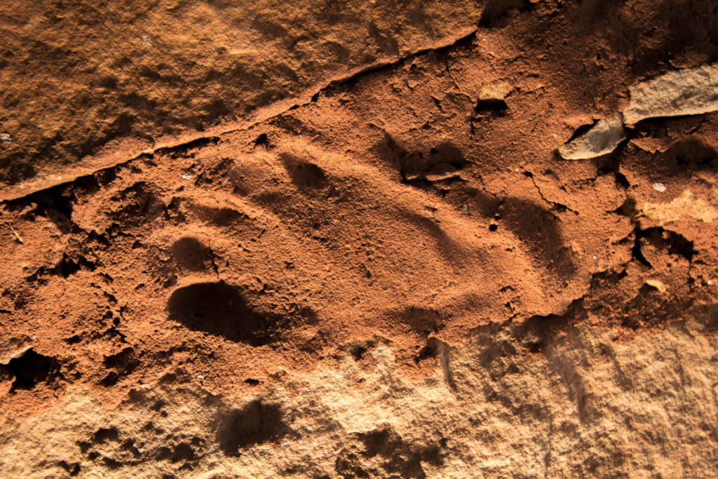 Newborn child’s footprint pressed in the mortar above the entrance to a structure in the Bears Ears. Image © Jonathan T. Bailey