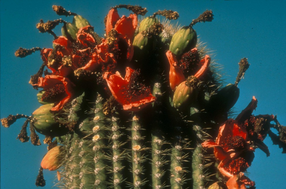 Saguaro covered in fruits. 