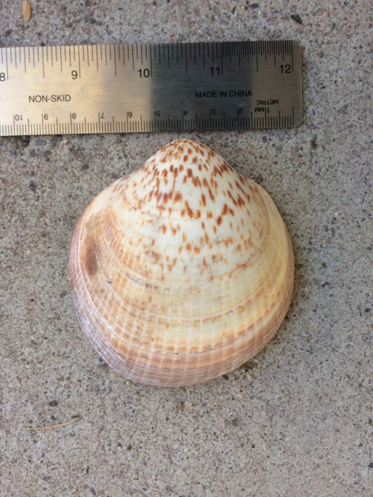 Shell Edges