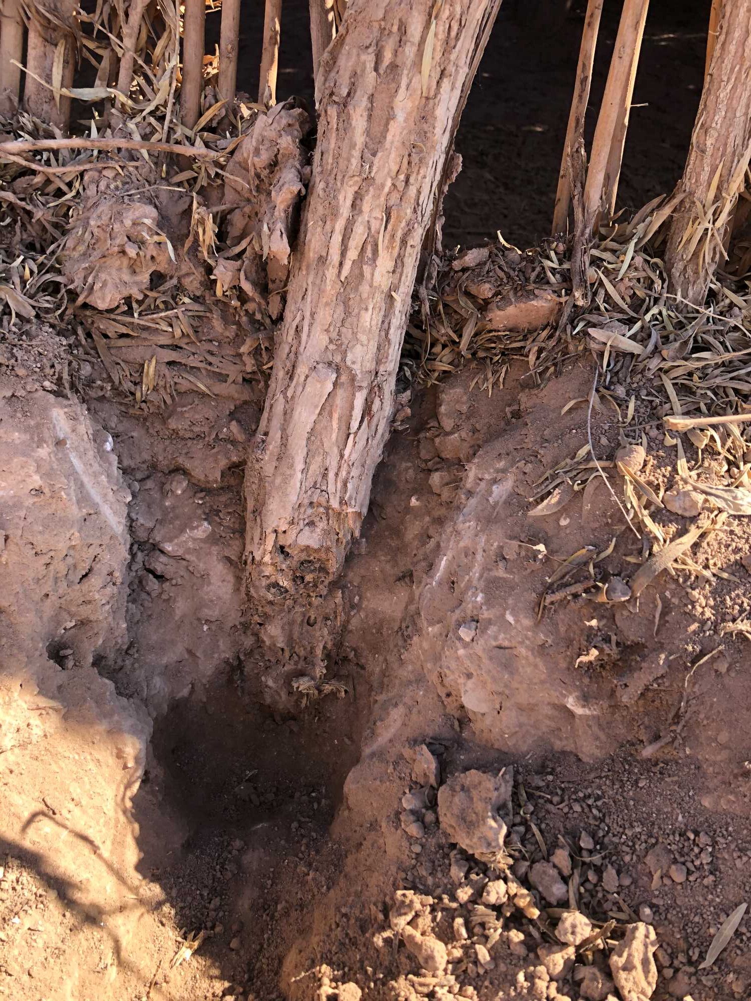 Detail of a wooden post that helps form the superstructure of the replica O'odham pithouse. The base of the post is exposed and shows termite damage.