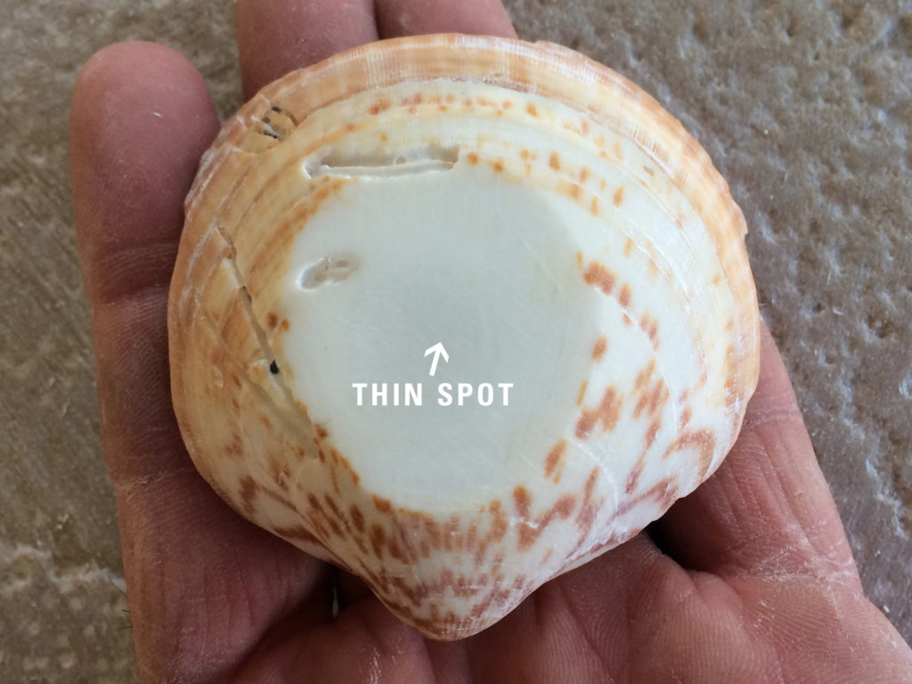 Shell with Thin Spot