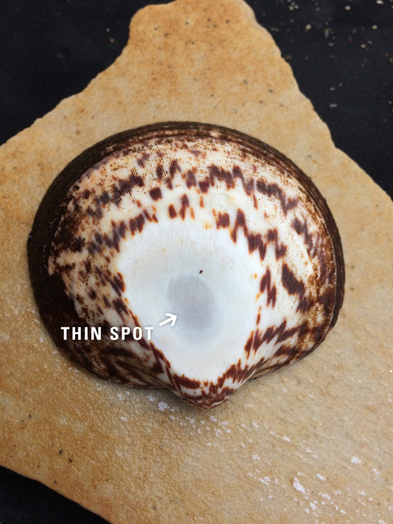 Shell with Thin Spot