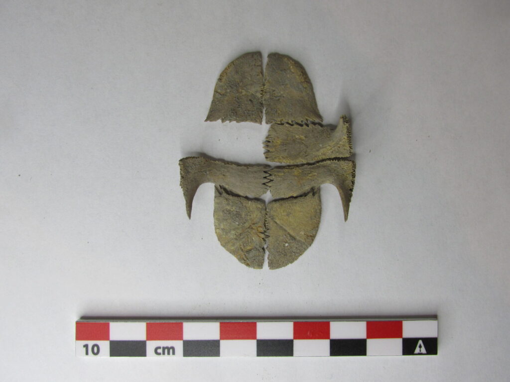 This image shows a top-down view of a partial turtle plastron specimen on a laboratory table with a measuring scale bar at the bottom of the image. The plastron is just over 5 cm. wide.