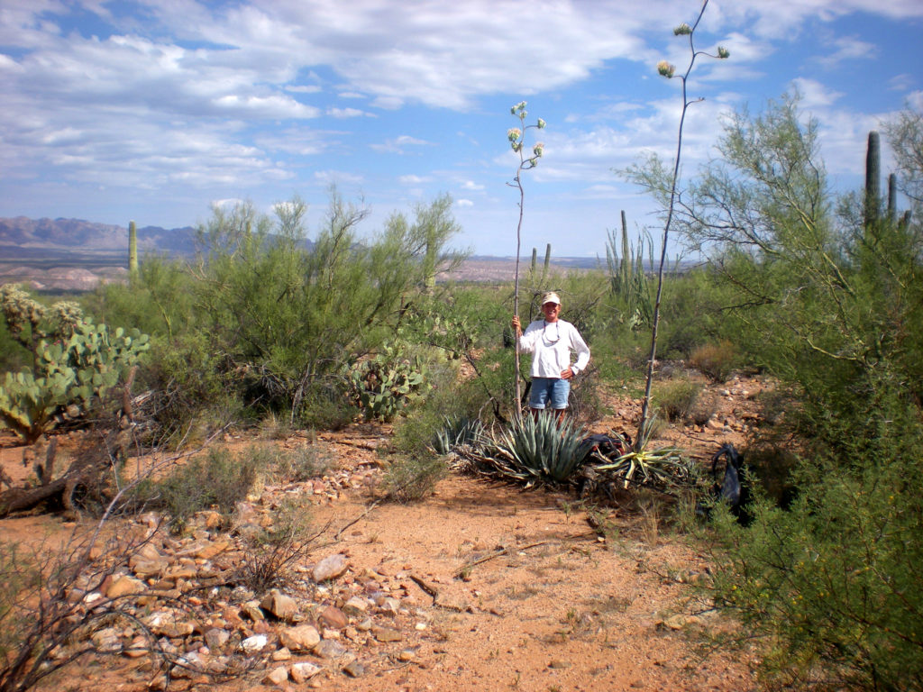 Domestic Agave and Wendy Hodgson