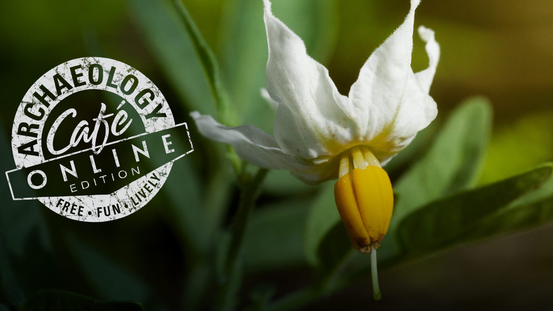 Rematriating The Four Corners Potato Archaeology Southwest