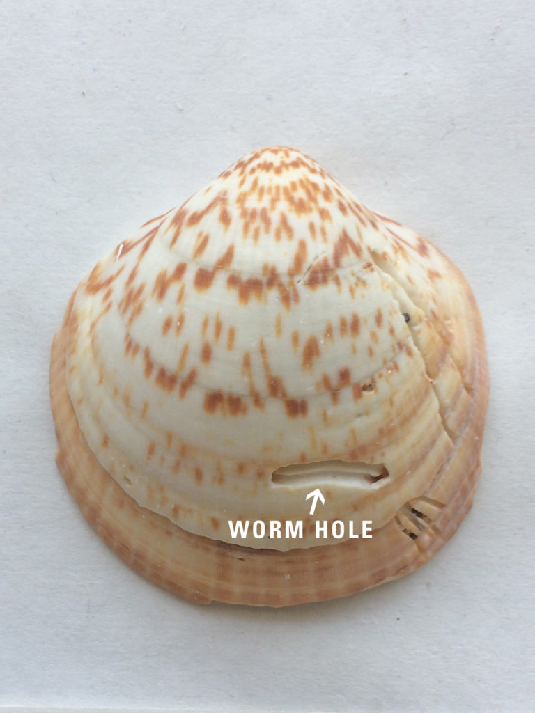 Shell with Worm Hole