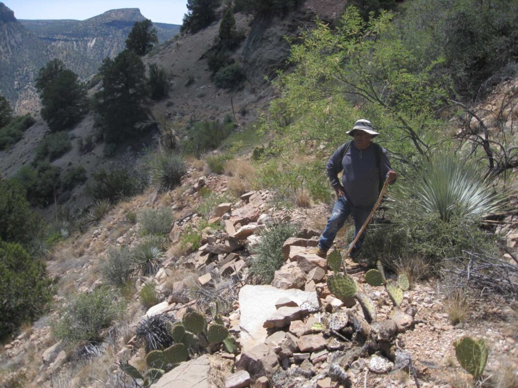 This image shows an ancient trail on the side of a mountain on White Mountain Apache lands in southeastern Arizona. In midground there is a man wearing a hat and holding a natural wood walking stick. There are prickly pear cacti in the foreground, yucca at midground, and pinyon-juniper in the background.